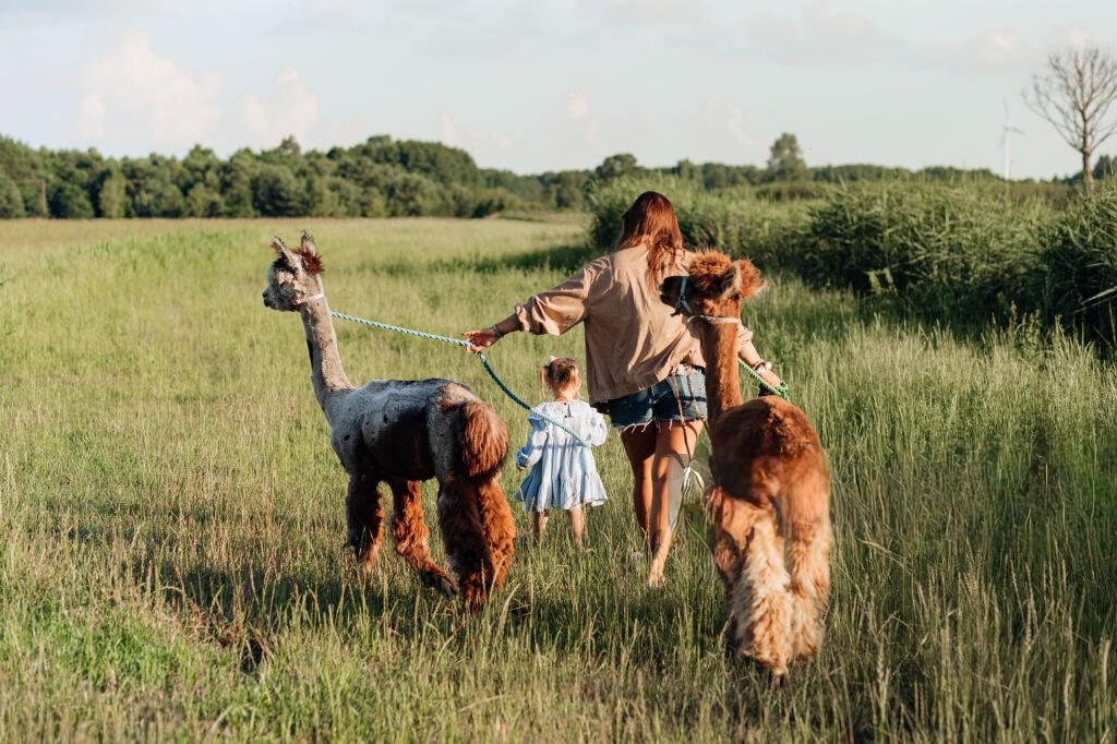 Trekking con gli Alpaca Umbria