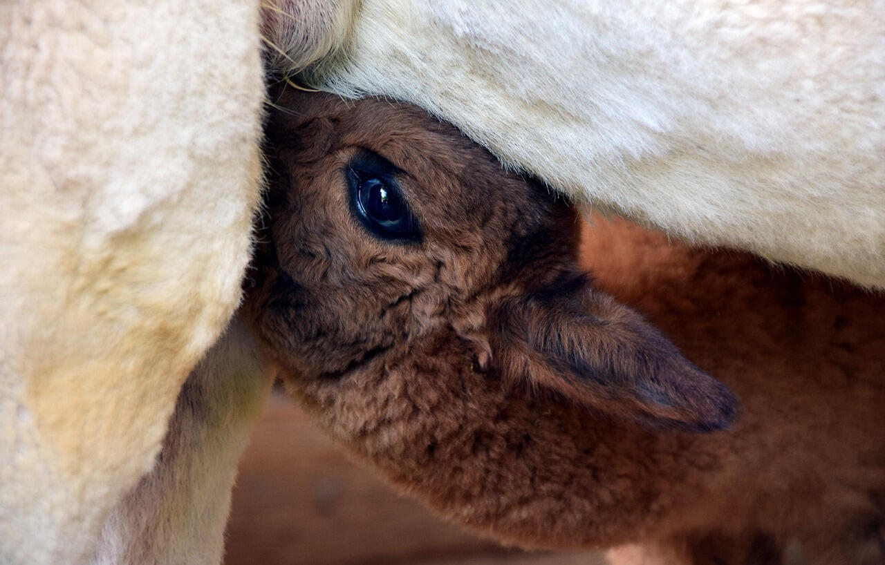 Umbria Alpaca Passeggiate