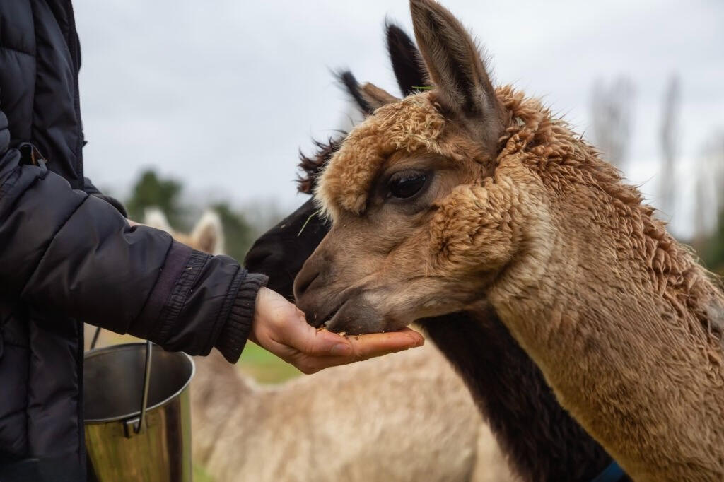 A passeggio con gli Alpaca Umbria