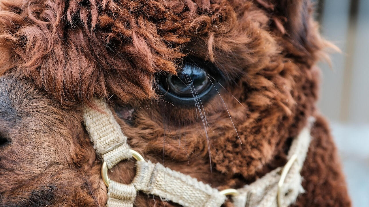 Alpaca Umbria Natura