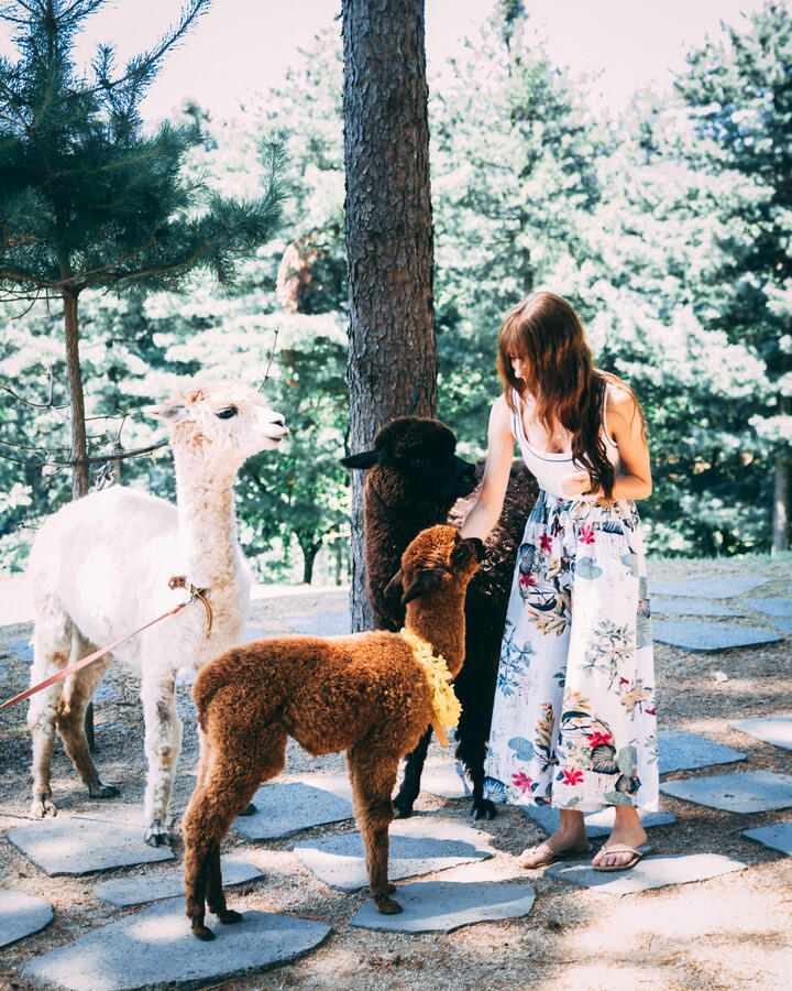 A spasso con gli Alpaca in Umbria