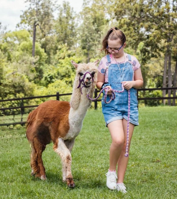 Passeggiata con gli Alpaca Umbria