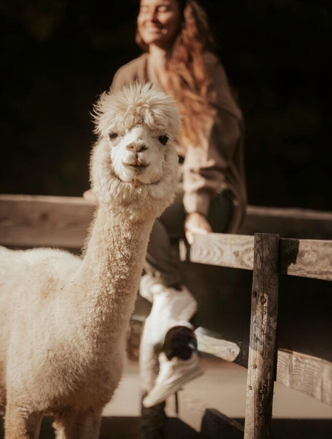 A spasso con gli Alpaca A spasso con gli Alpaca
